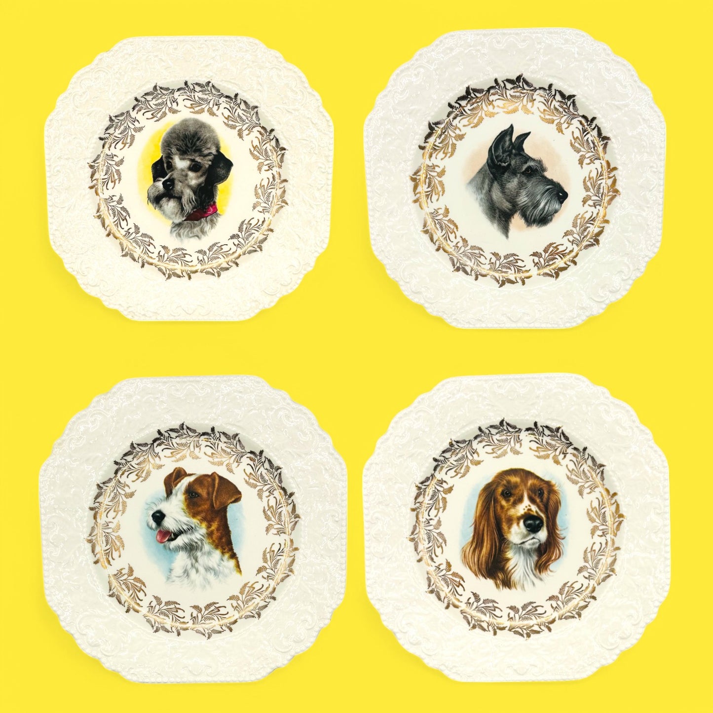 Vintage Dog Breed Plates, Lord Nelson England showcase Poodle, Schnauzer, Jack Russel, and Springer Spaniel portraits.
