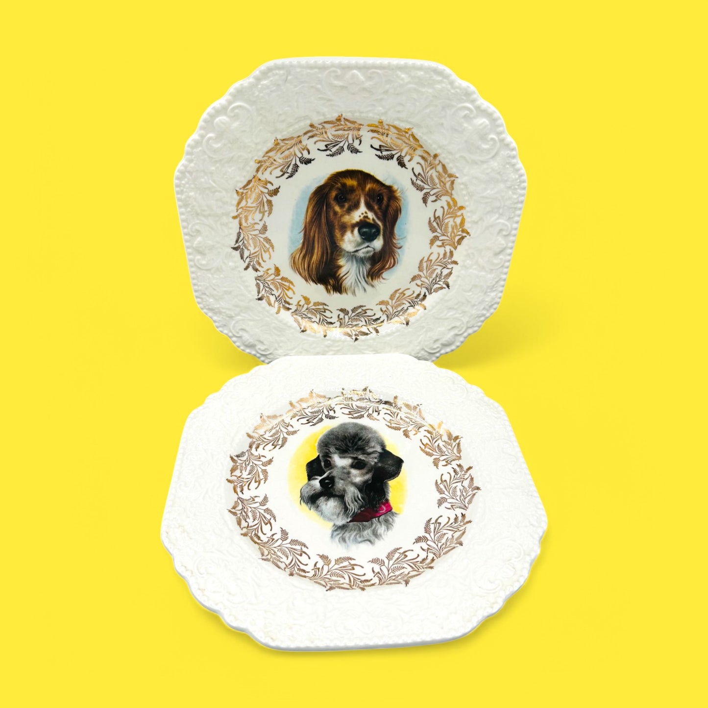 Vintage Dog Breed Plates from Lord Nelson England featuring Poodle, Schnauzer, Jack Russel, and Springer Spaniel.