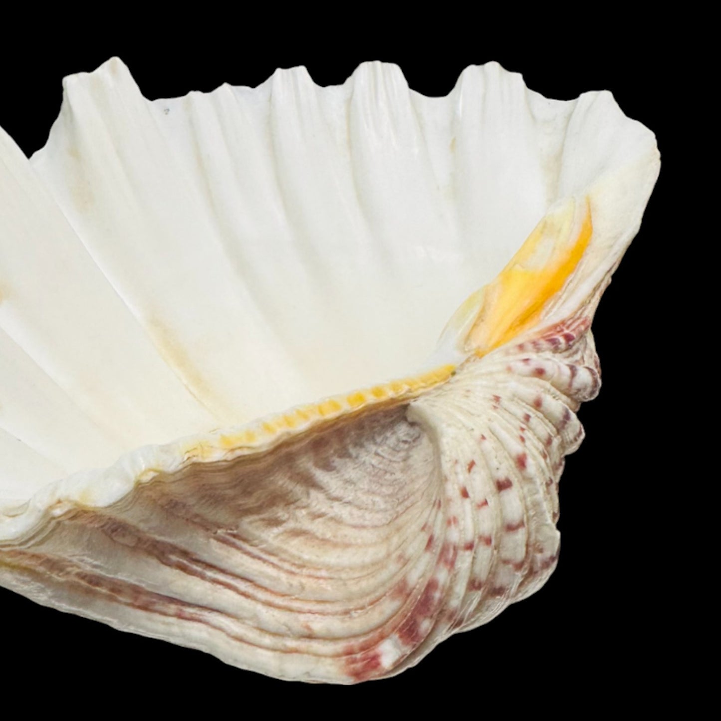 Large Giant Clam Shell – Natural Hippopus Display