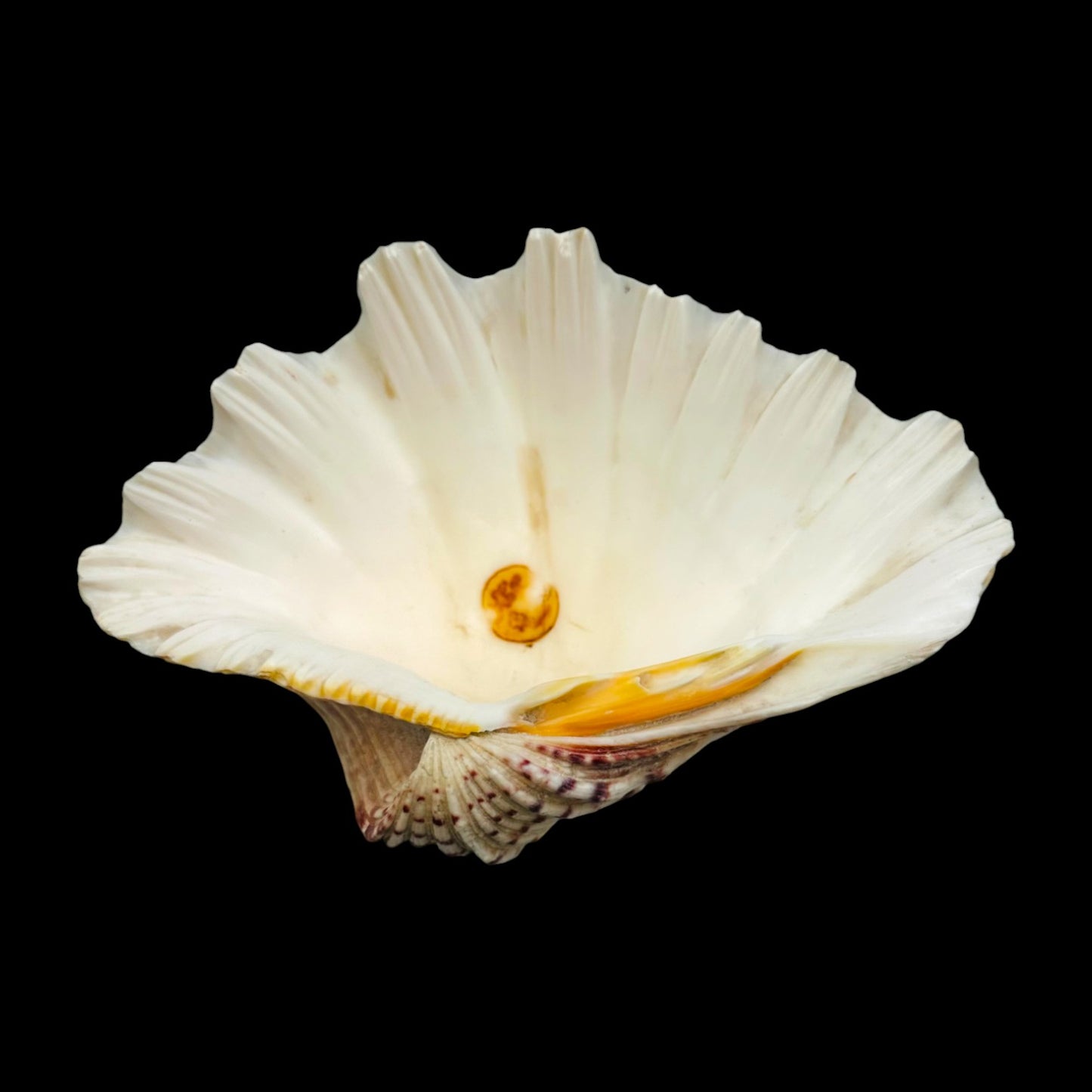 Large Giant Clam Shell – Natural Hippopus Display