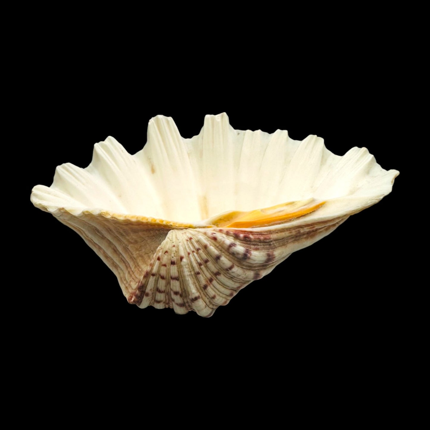 Large Giant Clam Shell – Natural Hippopus Display