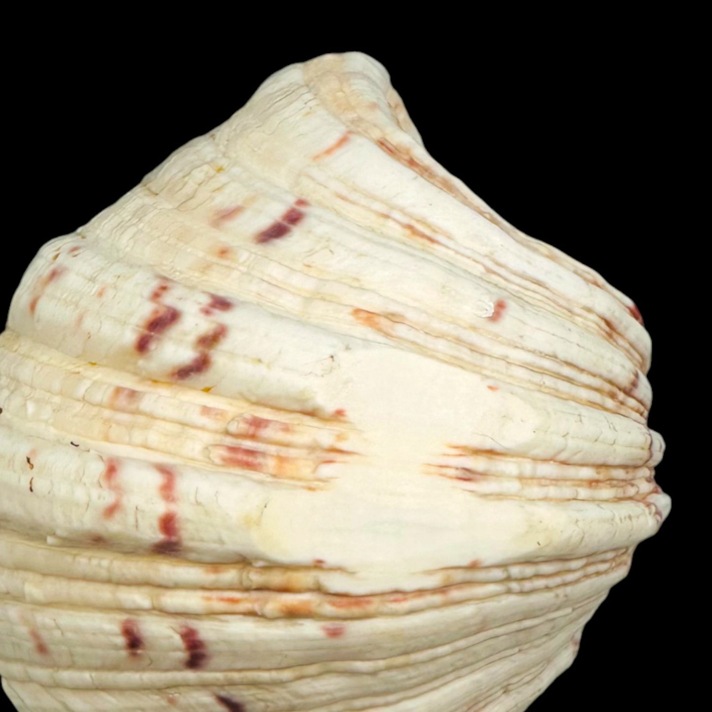 Large Giant Clam Shell – Natural Hippopus Display