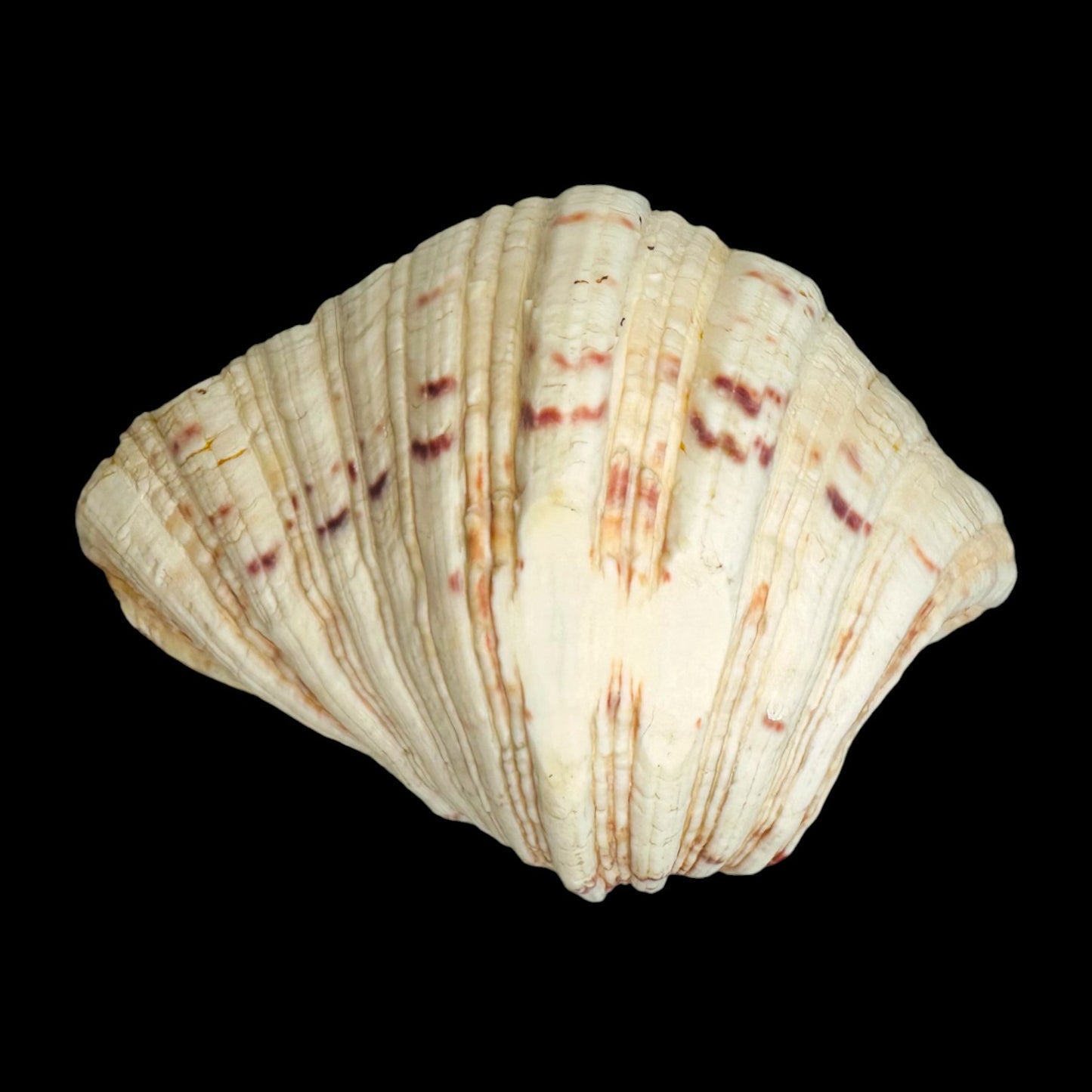 Large Giant Clam Shell – Natural Hippopus Display