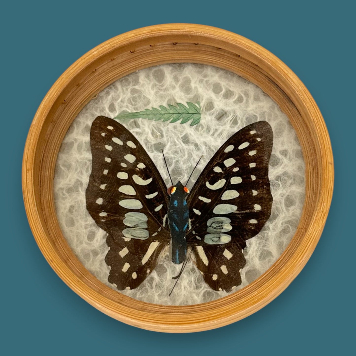 Vintage Butterfly Bamboo Coaster Set – Taxidermy Display (Lot of 4)