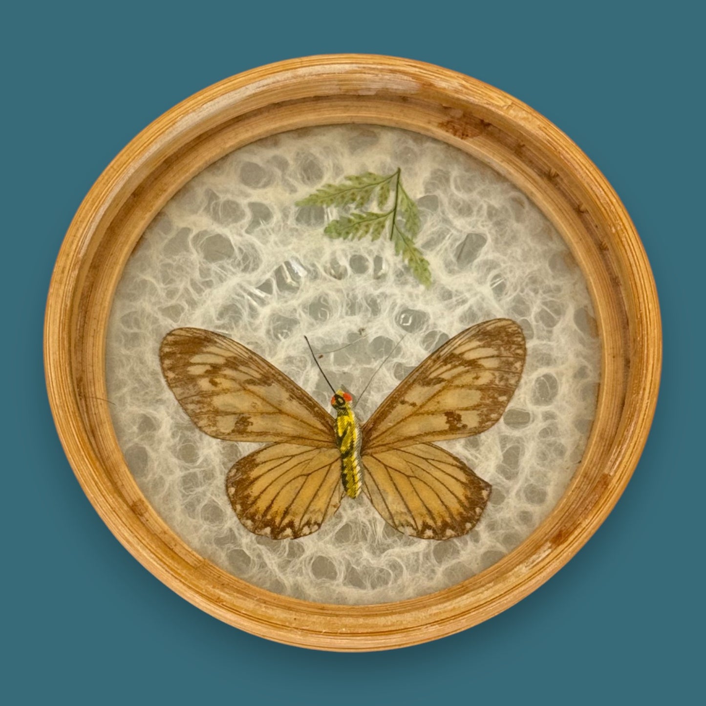 Vintage Butterfly Bamboo Coaster Set – Taxidermy Display (Lot of 4)