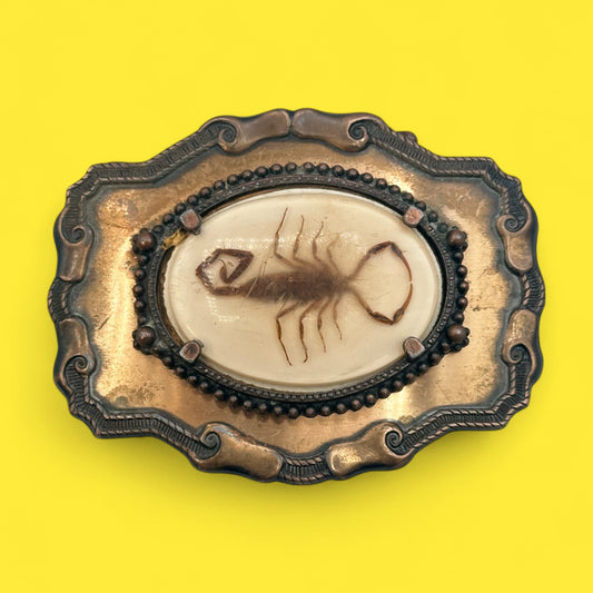 Vintage Belt Buckle with Real Scorpion in Resin – Western Oddity