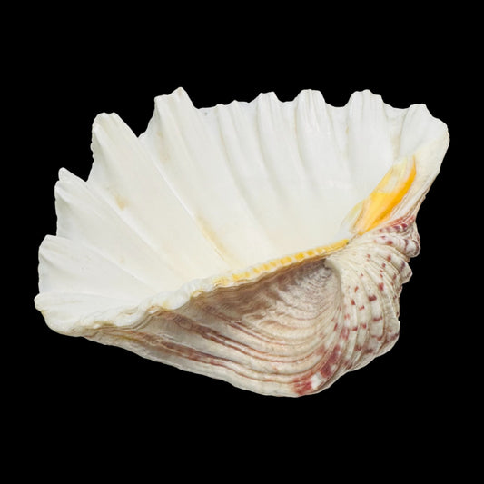 Large Giant Clam Shell – Natural Hippopus Display