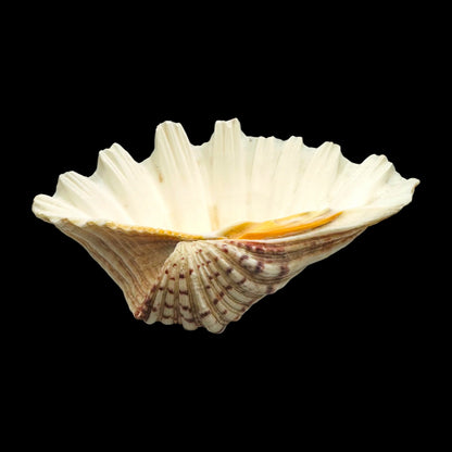 Large Giant Clam Shell – Natural Hippopus Display