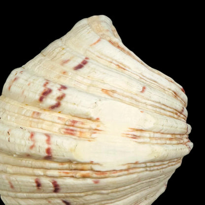 Large Giant Clam Shell – Natural Hippopus Display