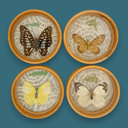 Vintage Butterfly Bamboo Coaster Set – Taxidermy Display (Lot of 4)
