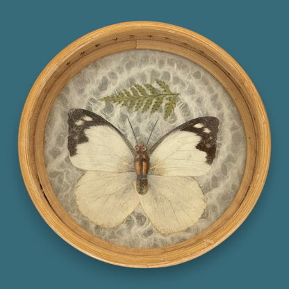 Vintage Butterfly Bamboo Coaster Set – Taxidermy Display (Lot of 4)