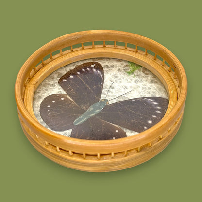 Vintage 1970s Real Butterfly Bamboo Serving Tray & 6 Coasters – Nature’s Art Preserved