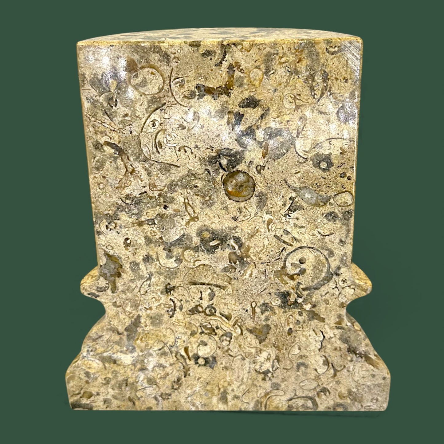 Polished Coquina Stone Fossil Bookends | Carved Natural Shell Display