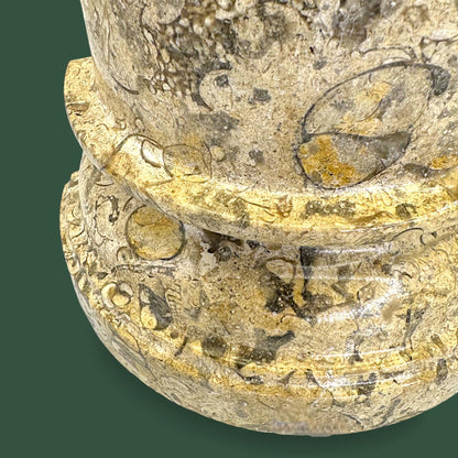 Polished Coquina Stone Fossil Bookends | Carved Natural Shell Display