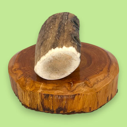 Antler and Cedar Wood Pencil Holder - Rustic Desk Accessory
