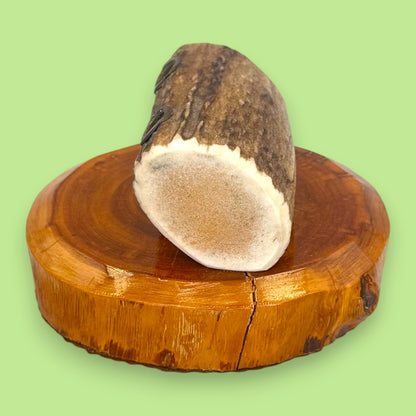 Antler and Cedar Wood Pencil Holder - Rustic Desk Accessory