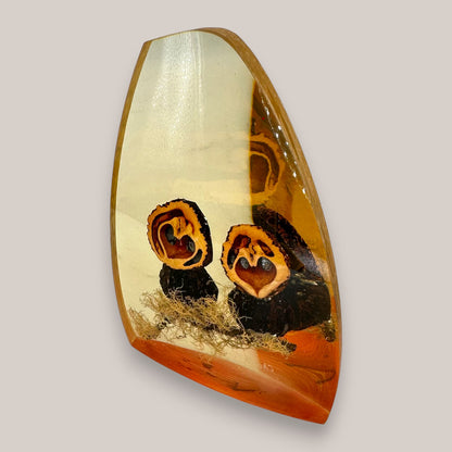 Vintage Resin Owl Paperweight Signed Chris & Molly 1981 Walnut Shell Art